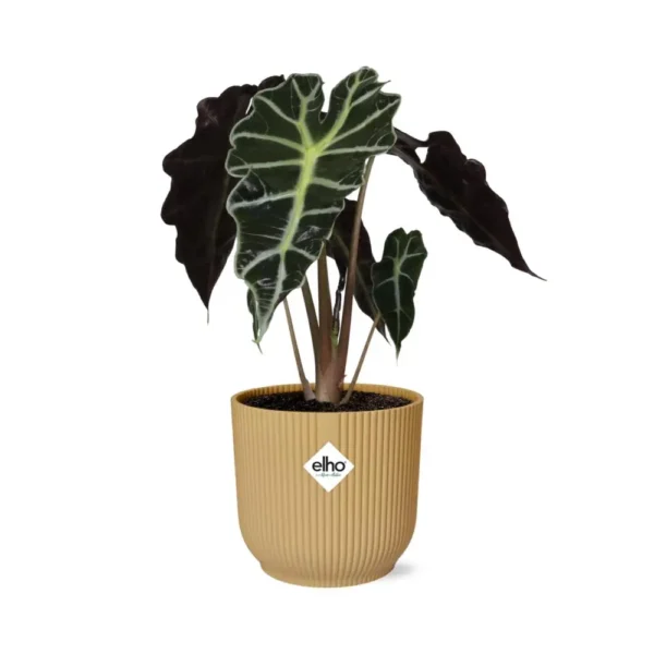 Pfeilblatt Alocasia ‘Polly’ in ELHO Vibes Fold 14cm gelb