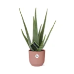 Aloe Vera 12cm in ELHO Vibes Fold 14cm rosa