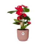 Flamingoblume Anthurium Red 12cm in ELHO Vibes Fold 14cm rosa