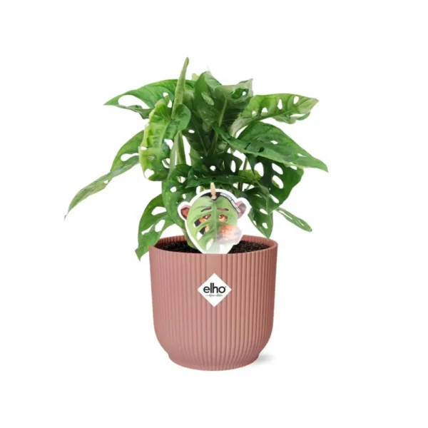 Fensterblatt Monstera ‘Monkey Leaf’ in ELHO Vibes Fold 14cm rosa