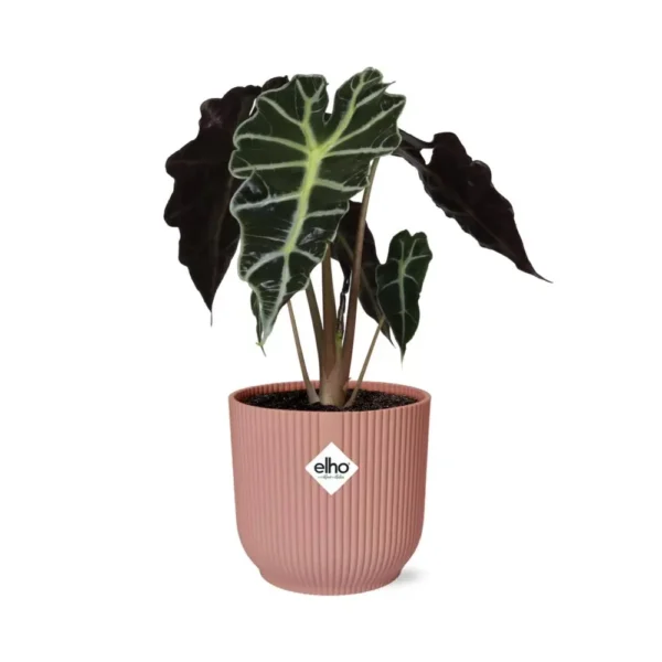 Pfeilblatt Alocasia ‘Polly’ in ELHO Vibes Fold 14cm rosa