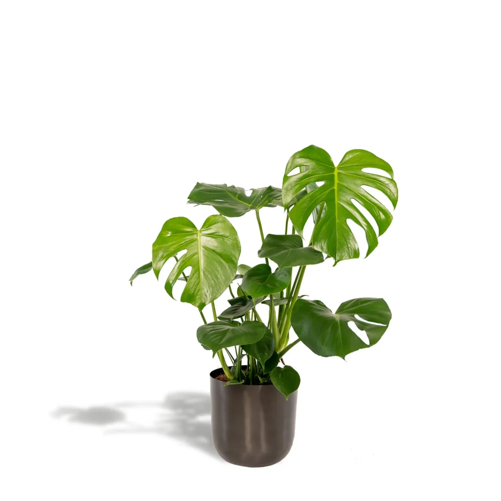 Fensterblatt Monstera Deliciosa + Pot Mayk Lead - ↨80cm - Ø21cm