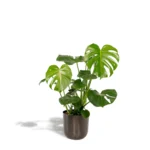Fensterblatt Monstera Deliciosa + Pot Mayk Lead - ↨80cm - Ø21cm