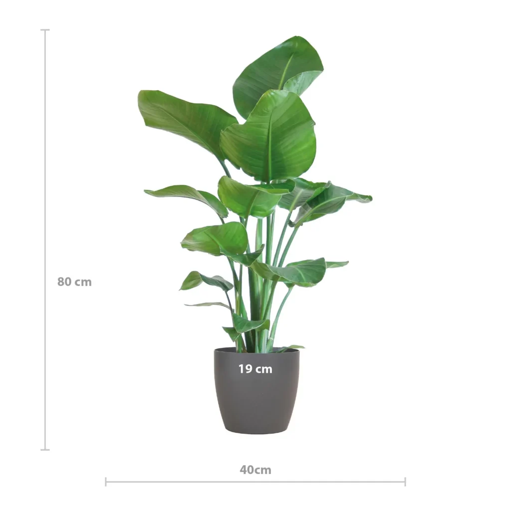 Strelitzia Nicolai mit Viber-Topf Grau – ↨80 cm – Ø21