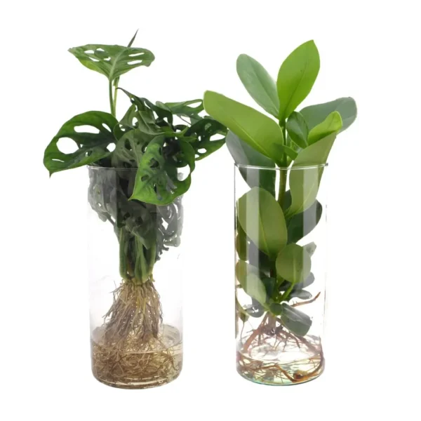 Cylinder Glas Duo Monstera/Clusia - 2 Stücke - Ø12cm - ↨25-40cm