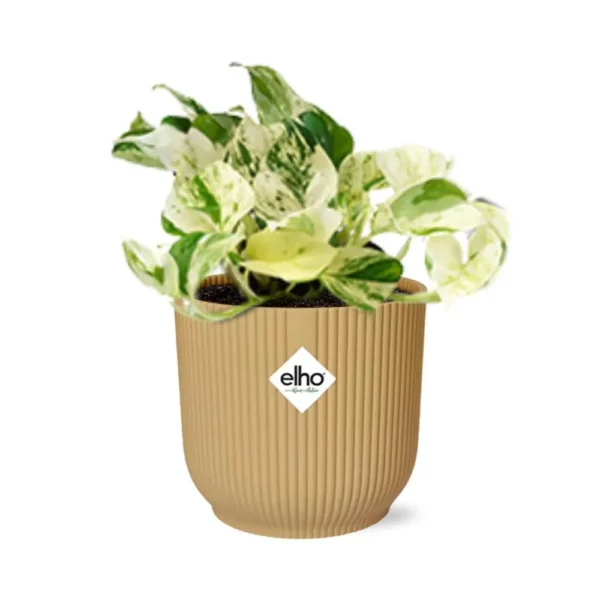 Goldene Efeutute Epipremnum Pinnatum Happy Leaf in ELHO Vibes Fold 14cm gelb