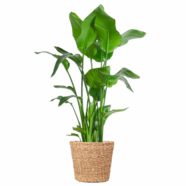 Strelitzia Nicolai XL mit Torun-Korb – 140 cm – Ø27