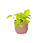 Goldene Efeutute Epipremnum Pinnatum ‘Golden Pothos’ in ELHO Vibes Fold 14cm rosa