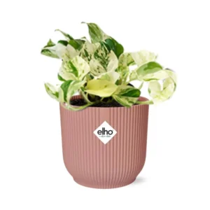 Goldene Efeutute Epipremnum Pinnatum Happy Leaf in ELHO Vibes Fold 14cm rosa