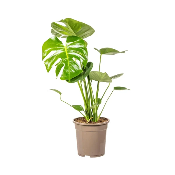 Fensterblatt Monstera Deliciosa Tauerii Ø19cm - ↨70 - 90cm