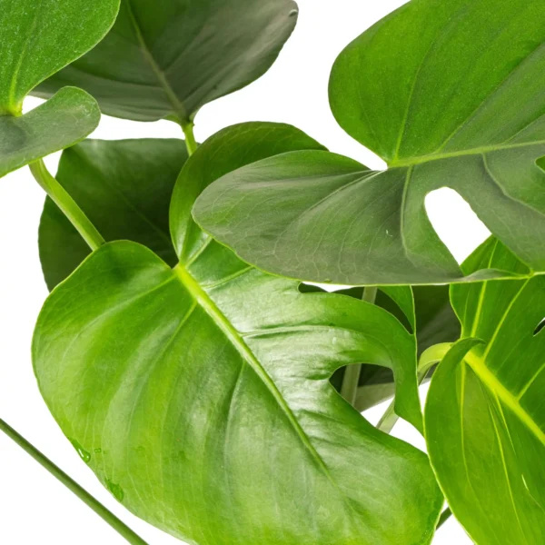 Fensterblatt Monstera Deliciosa Tauerii Ø19cm - ↨70 - 90cm