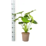 Peperomia Red Margin Feel Green - Ø14cm - ↨30cm