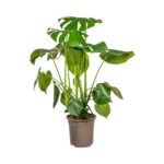 Peperomia Pepperspot - Ø11cm - ↨20cm