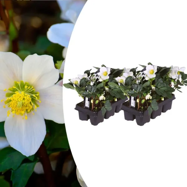 Helleborus niger ‘Christmas Carol’ - 12 Christrosen im Set (2 x Sixpack)