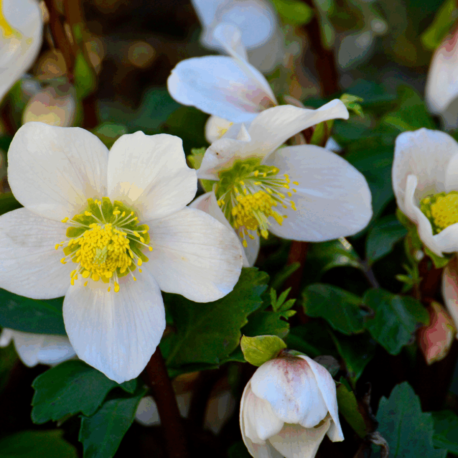 Helleborus niger ‘Christmas Carol’ - 12 Christrosen im Set (2 x Sixpack) – Bild 3