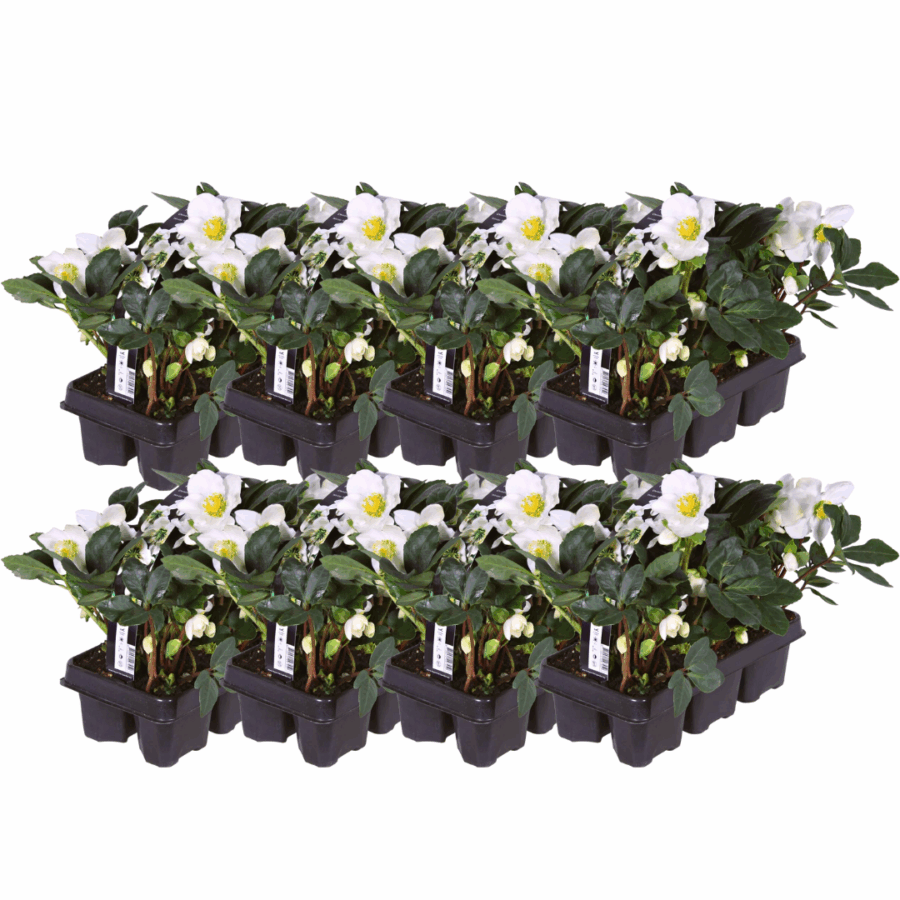 Helleborus niger ‘Christmas Carol’ – 48 Christrosen im Set (8 x Sixpack) – Bild 2