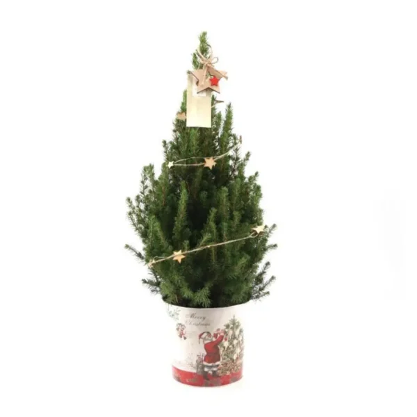 Kleine Weihnachtsbaum in Weihnachten Topf - 70 cm - Picae Glauca Conica