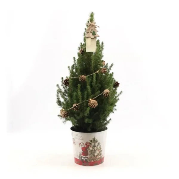 Kleine Weihnachtsbaum in Weihnachten Topf - 70 cm - Picae Glauca Conica