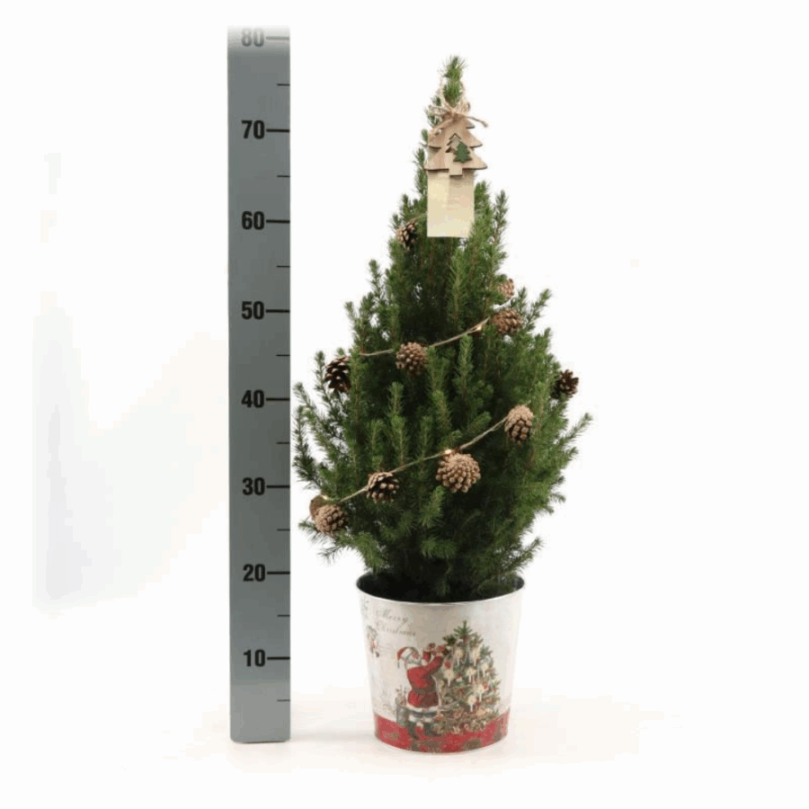 Kleine Weihnachtsbaum in Weihnachten Topf - 70 cm - Picae Glauca Conica – Bild 2