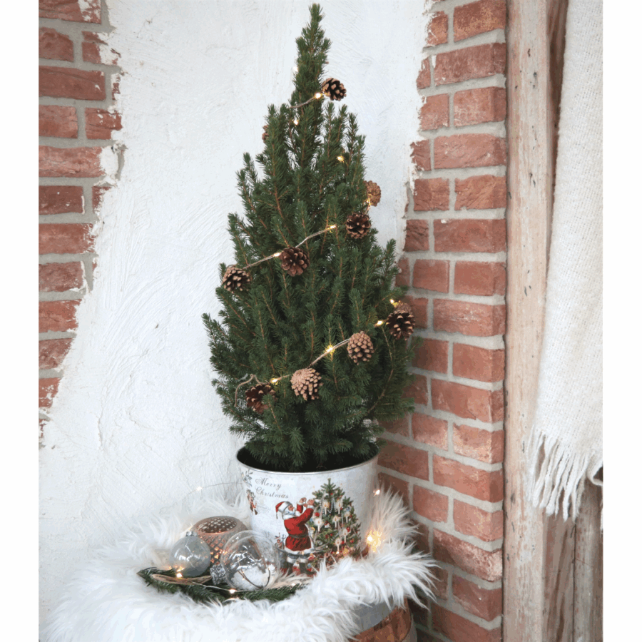 Kleine Weihnachtsbaum in Weihnachten Topf - 70 cm - Picae Glauca Conica – Bild 3
