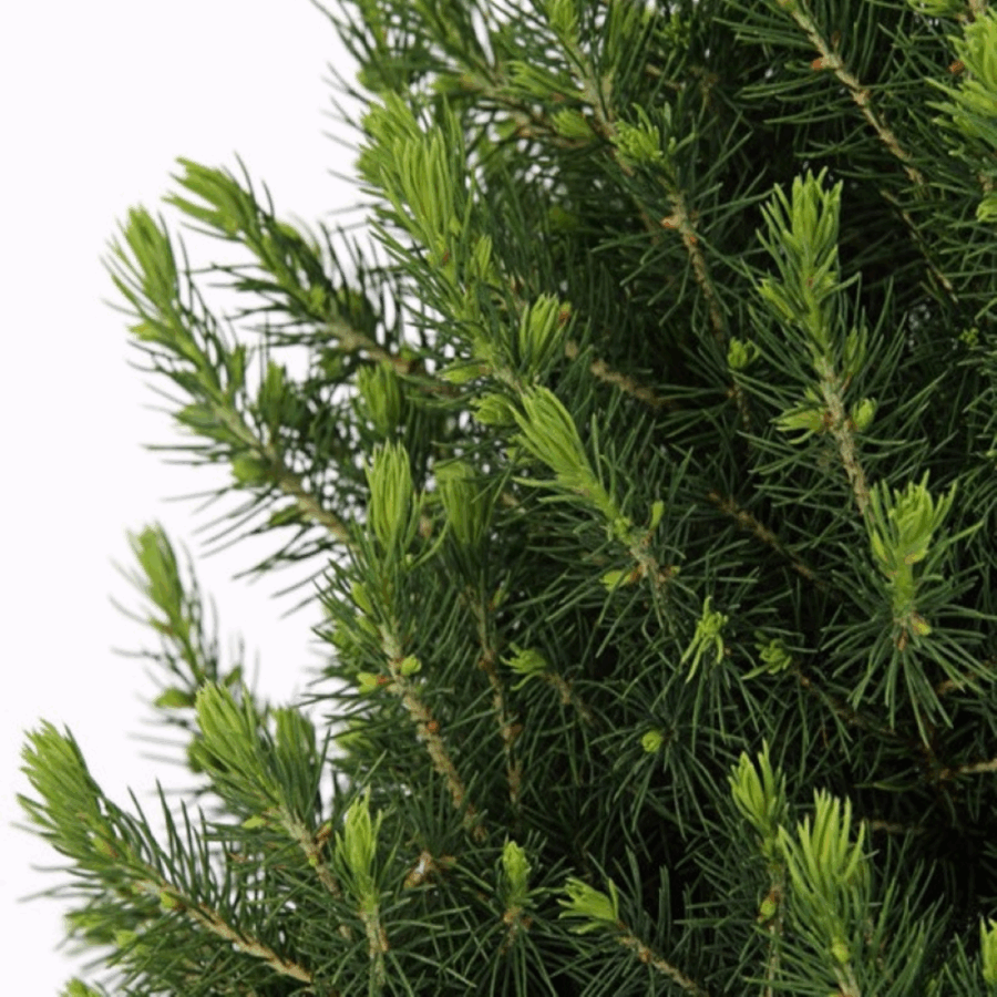 Kleine Weihnachtsbaum in Weihnachten Topf - 70 cm - Picae Glauca Conica – Bild 4