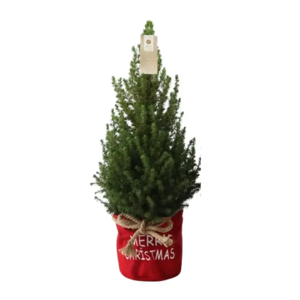 Kleine Weihnachtsbaum in Xmas Bag rot - 70 cm - Picea Glauca Conica - Standalone