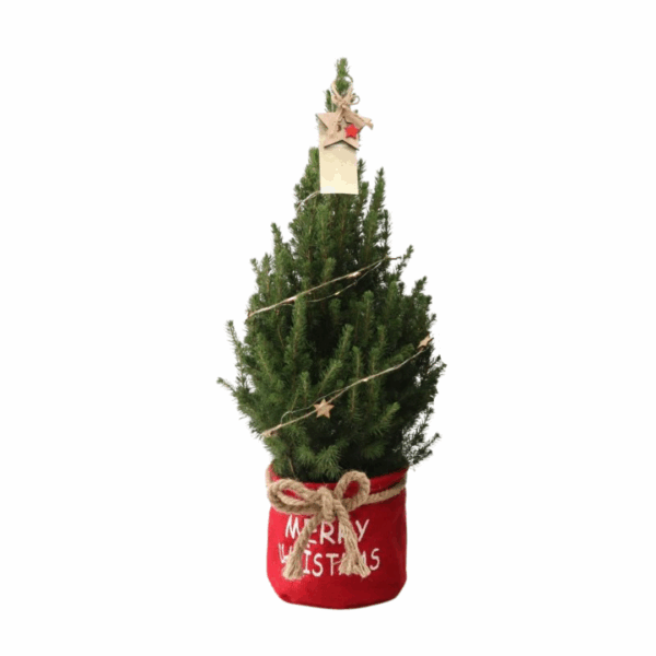 Kleine Weihnachtsbaum in Xmas Bag rot - 70 cm - Picea Glauca Conica