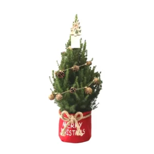 Kleine Weihnachtsbaum in Xmas Bag rot - 70 cm - Picea Glauca Conica