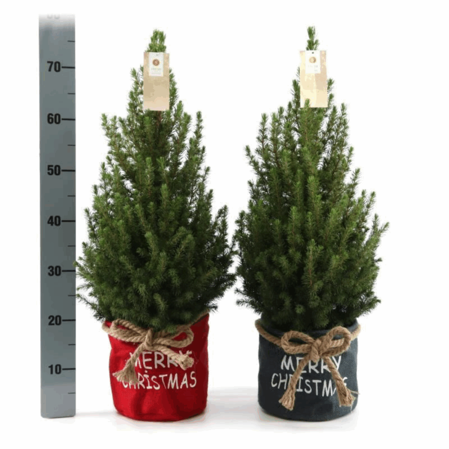 Kleine Weihnachtsbaum in Xmas Bag blau - 70 cm - Picea Glauca Conica - Standalone – Bild 2