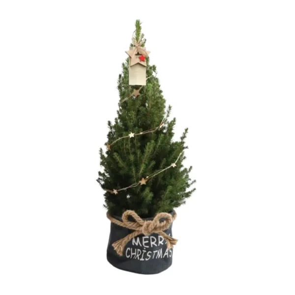 Kleine Weihnachtsbaum in Xmas Bag blau - 70 cm - Picea Glauca Conica