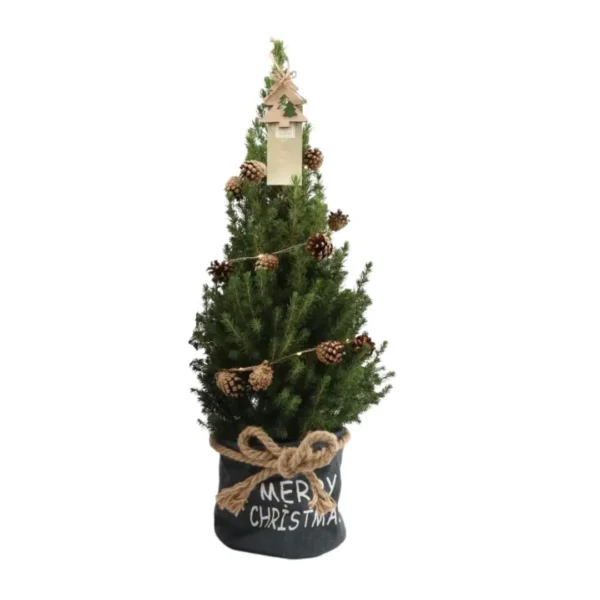 Kleine Weihnachtsbaum in Xmas Bag blau - 70 cm - Picea Glauca Conica