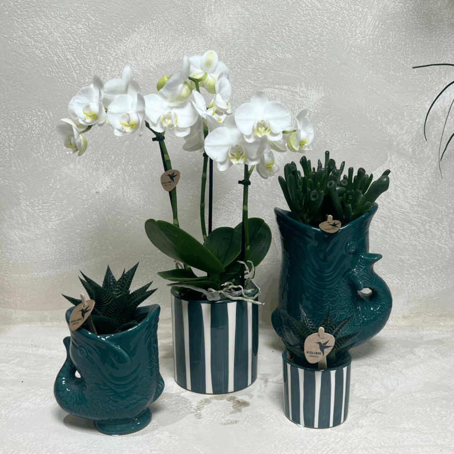 Kolibri Orchids | Set mit weißer Orchidee Amabilis und Sukkulenten in keramischen Ziertöpfen – Topfgröße Ø9 cm & Ø6 cm | Blühende Zimmerpflanze – Frisch vom Züchter – Bild 2