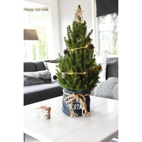 Kleine Weihnachtsbaum in Xmas Bag blau - 70 cm - Picea Glauca Conica