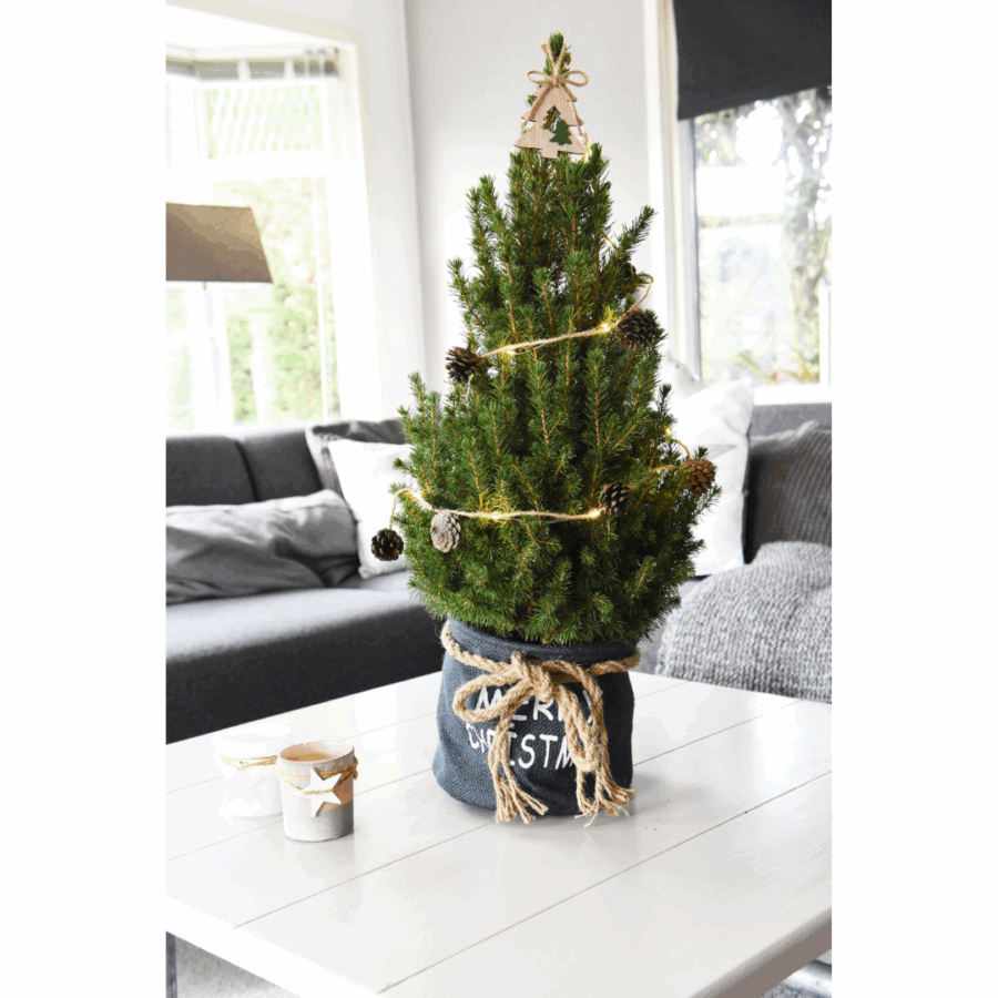 Kleine Weihnachtsbaum in Xmas Bag blau - 70 cm - Picea Glauca Conica – Bild 3