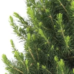 Peperomia Ang. Rocca Vivace - Ø11cm - ↨15cm + Pot Bril D12x9cm - Grün