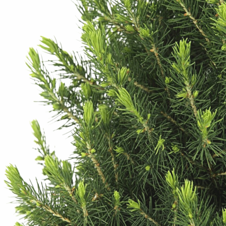 Kleine Weihnachtsbaum in Xmas Bag blau - 70 cm - Picea Glauca Conica – Bild 4