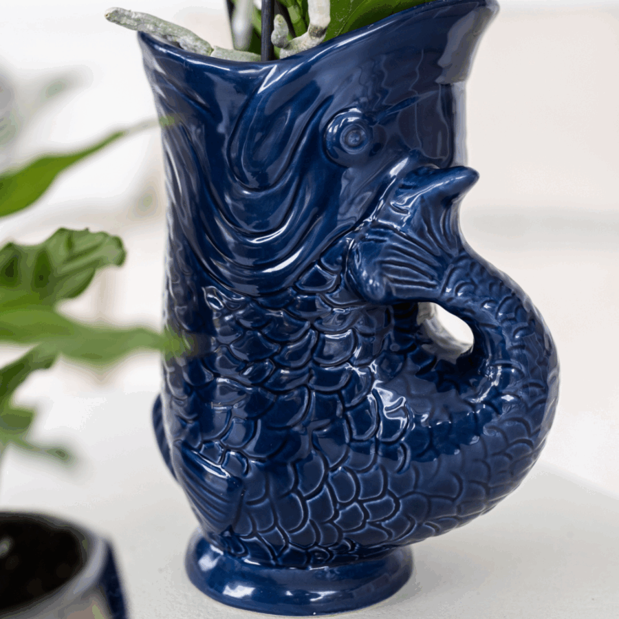 Kolibri Orchids | Set mit Orchidee Lima und Sukkulenten in keramischen Ziertöpfen – Topfgröße Ø9 cm & Ø6 cm | Blühende Zimmerpflanze – Frisch vom Züchter – Bild 3