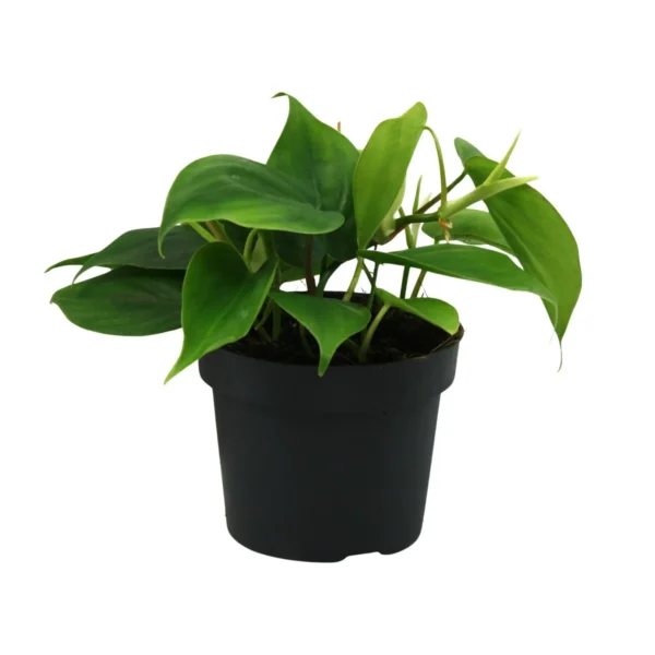 Philodendron Scandens - Ø12cm - ↨20cm