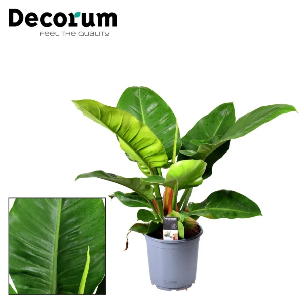 Philodendron Imperial Green - Ø19cm - ↨55cm