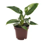 Philodendron White Princess - Ø12cm - ↨25cm