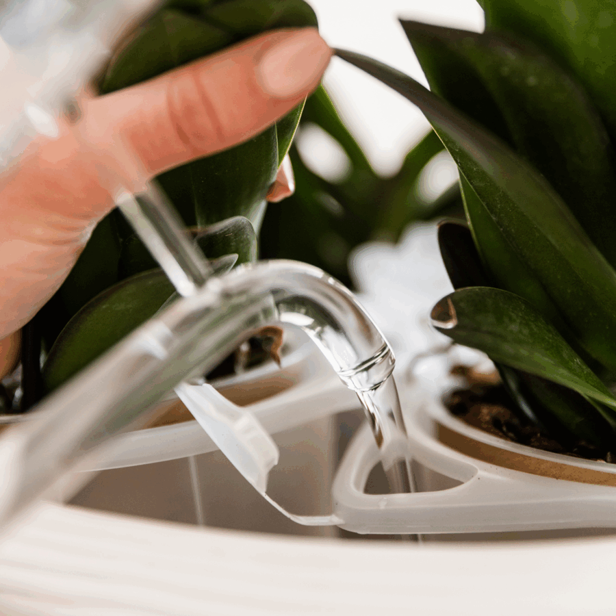 Kolibri Orchids | Weißes Orchideenset in Como-Schale inkl. Wasserreservoir | Drei Weiße Amabilis-Orchideen 9cm | Mono-Bouquet Weiß mit Selbstbewässerungssystem – Bild 5
