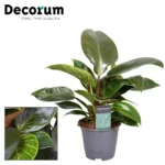 Philodendron Maximus (decorum) - Ø14cm - ↨30cm