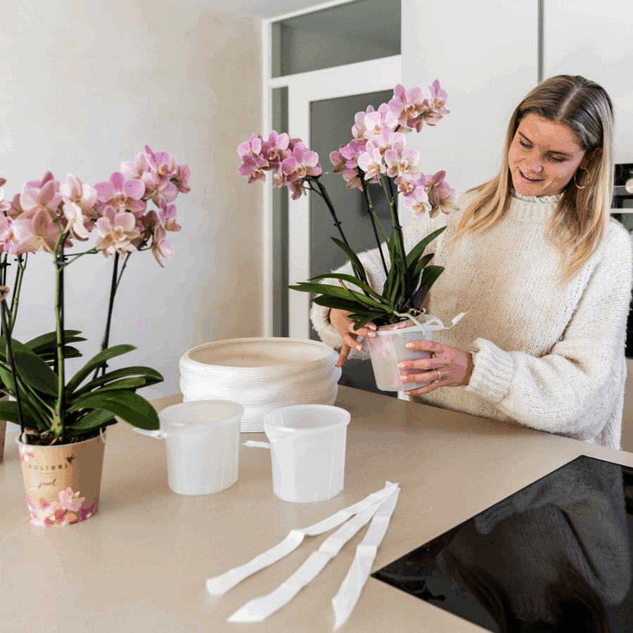 Kolibri Orchids | Weißes Orchideenset in Como-Schale inkl. Wasserreservoir | Drei Weiße Amabilis-Orchideen 9cm | Mono-Bouquet Weiß mit Selbstbewässerungssystem – Bild 6