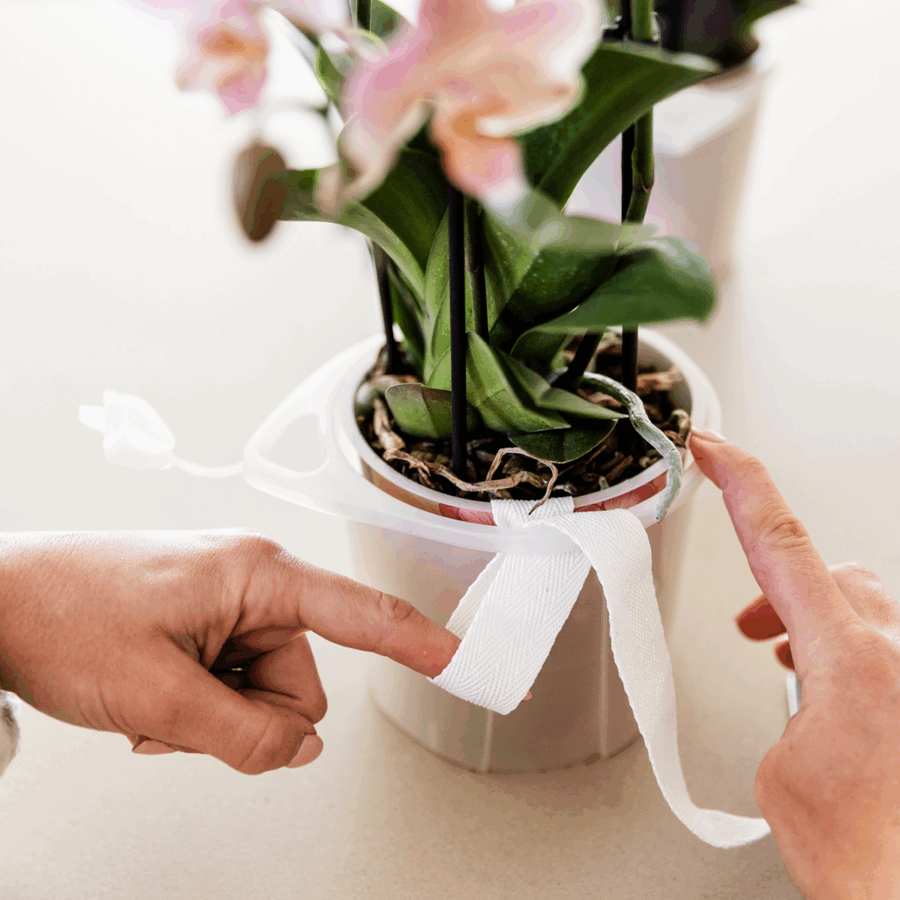 Kolibri Orchids | Weißes Orchideenset in Como-Schale inkl. Wasserreservoir | Drei Weiße Amabilis-Orchideen 9cm | Mono-Bouquet Weiß mit Selbstbewässerungssystem – Bild 7