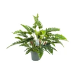 Philodendron Rambo - Ø27cm - ↨65cm