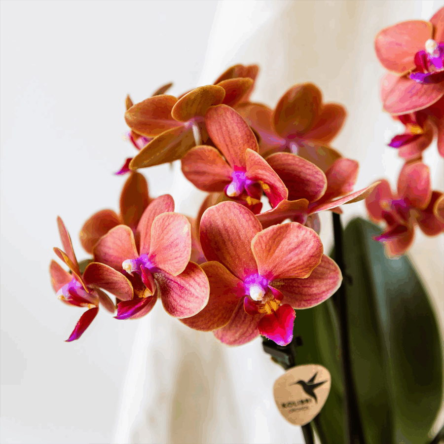 Kolibri Orchids | Orangenes Orchideenset in Como-Schale inkl. Wasserreservoir | Drei Orange Bolzano-Orchideen 9cm | Mono-Bouquet Orange mit Selbstbewässerungssystem – Bild 2