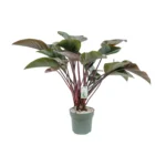 Philodendron Red Beauty - Ø30cm - ↨110cm