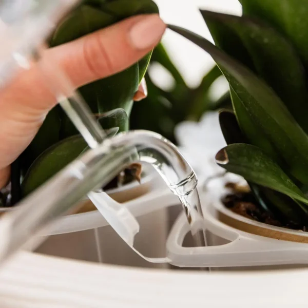 Orangenes Orchideenset in Como-Schale inkl. Wasserreservoir