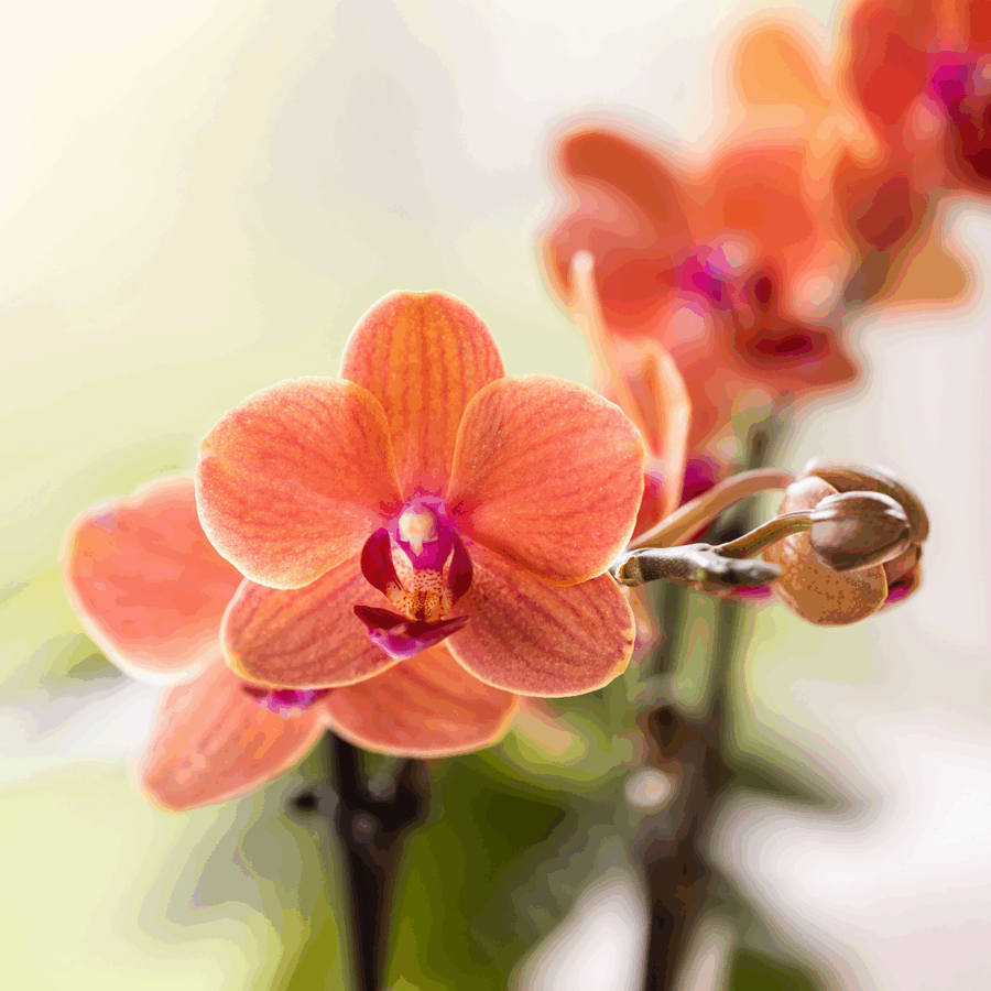 Kolibri Orchids | Orangenes Orchideenset in Como-Schale inkl. Wasserreservoir | Drei Orange Bolzano-Orchideen 9cm | Mono-Bouquet Orange mit Selbstbewässerungssystem – Bild 6