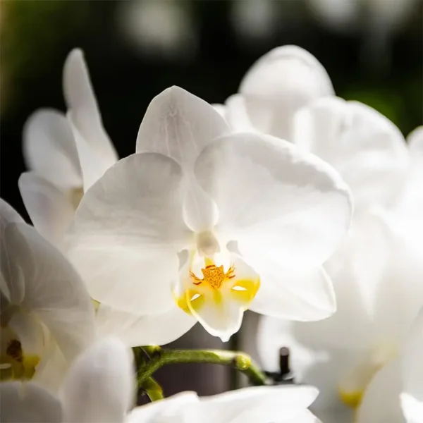 Weißes Orchideenset in Como-Schale inkl. Wasserreservoir